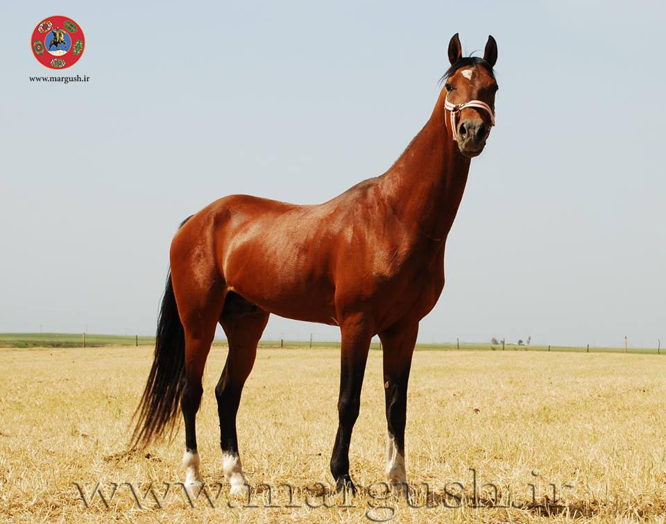 At01 - حمایت از پرورش اسب اصیل ترکمن در گلستان