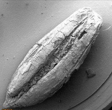 جو1 - دانه جو کشف شده در دامنه زاگرس متعلق به 12000 سال قبل