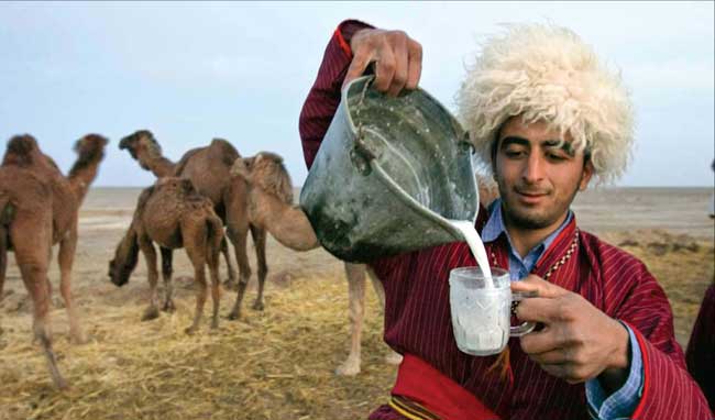 شتر - گردشگری در گلستان و ترکمن صحرا