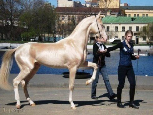 اسب1 - زیباترین و گرانترین اسب جهان: اسب ترکمن نژاد آخال تکه