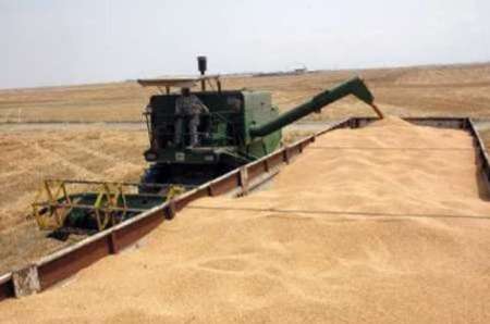 Gandom - خریدافزون بریک میلیون و 200 هزارتن گندم درگلستان/ پرداخت بهای 60درصد