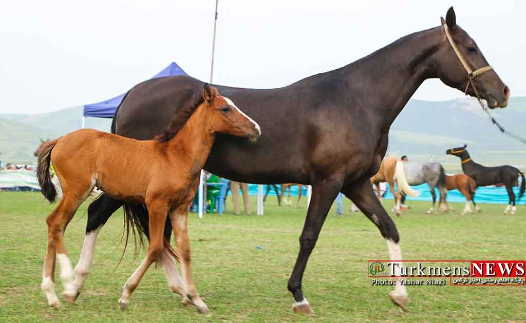 4 نژاد اسب ایرانی ثبت جهانی می شود